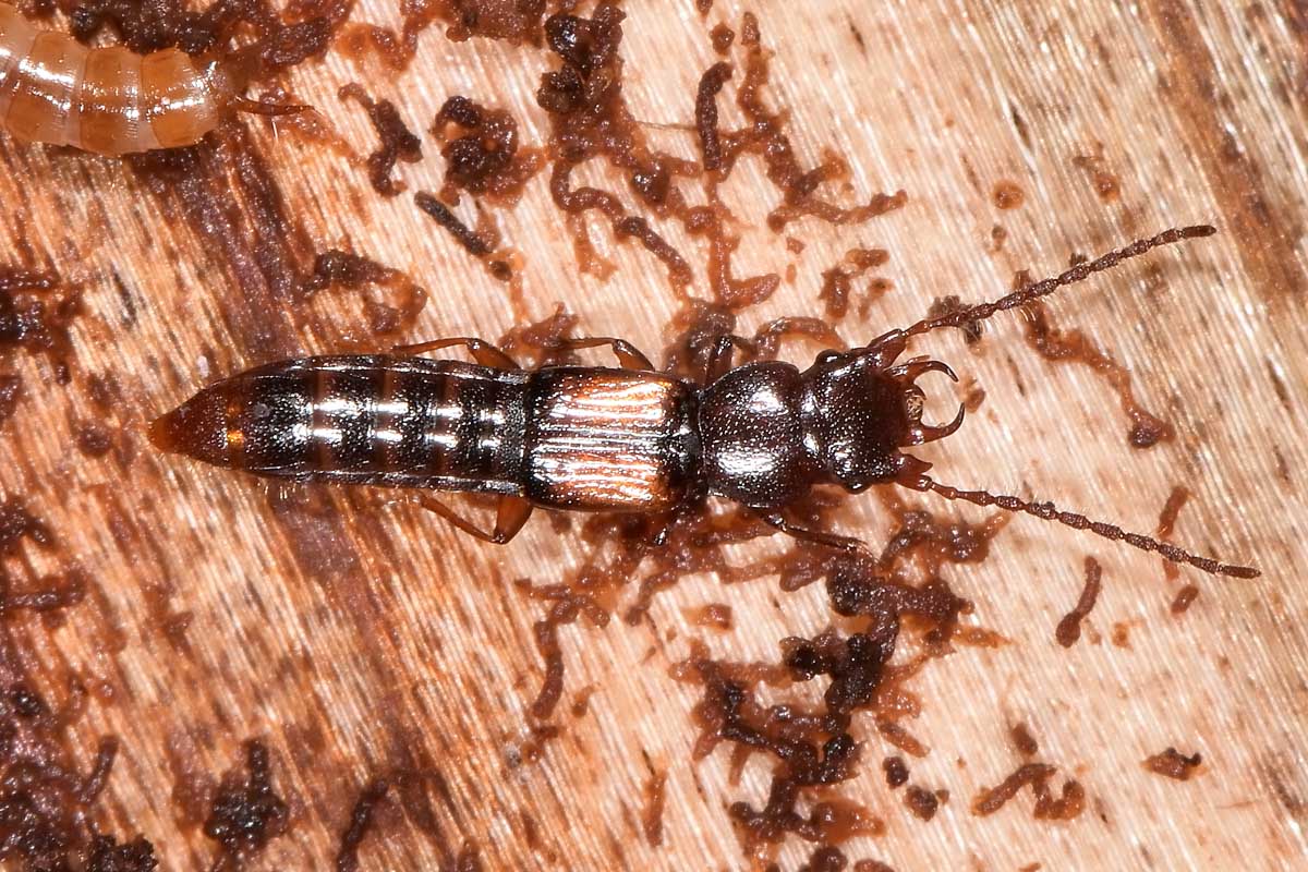 Staphylinidae: Siagonium quadricorne?  S !